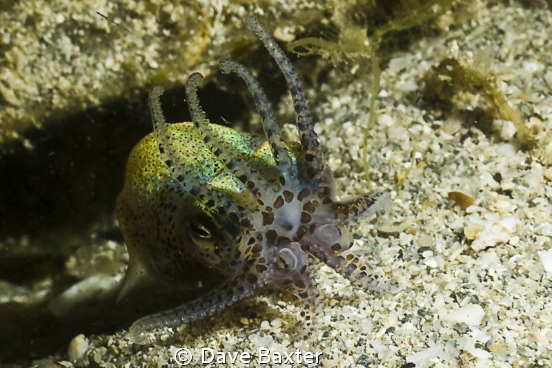 hands up !!!! by Dave Baxter 