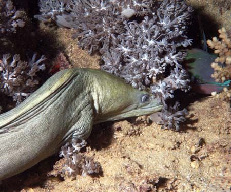 Dinner. Moray about to snack on parrot fish.Night dive Re... by Chris Kennedy 