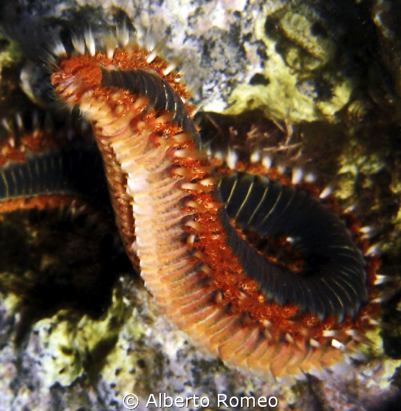 Fireworm (Hermodices carunculata) is very dangerous by Alberto Romeo 