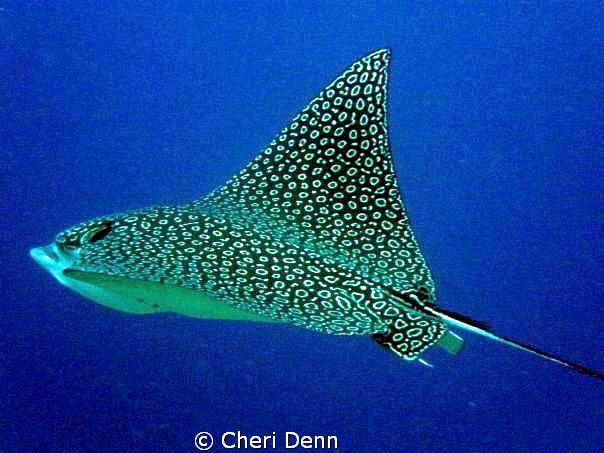 Graceful Beauty by Cheri Denn 