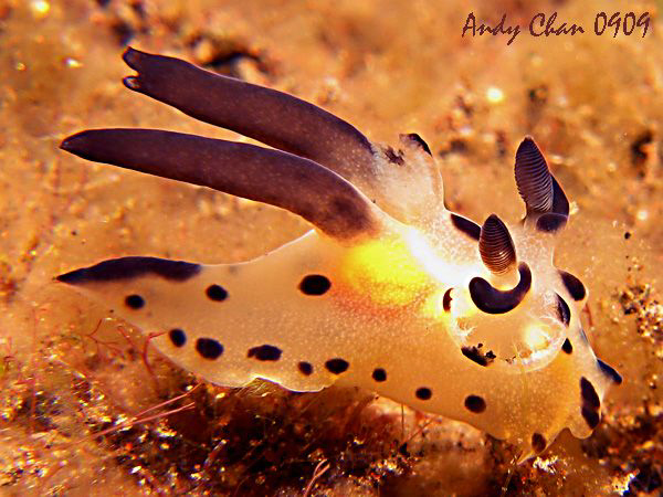 Thecacera picta - Seraya Secret by Andy Chan 