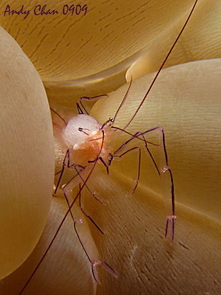 Vir Philippinensis - Tulamben by Andy Chan 