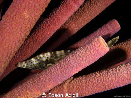 Sleeping in sponges. by Edson Acioli 