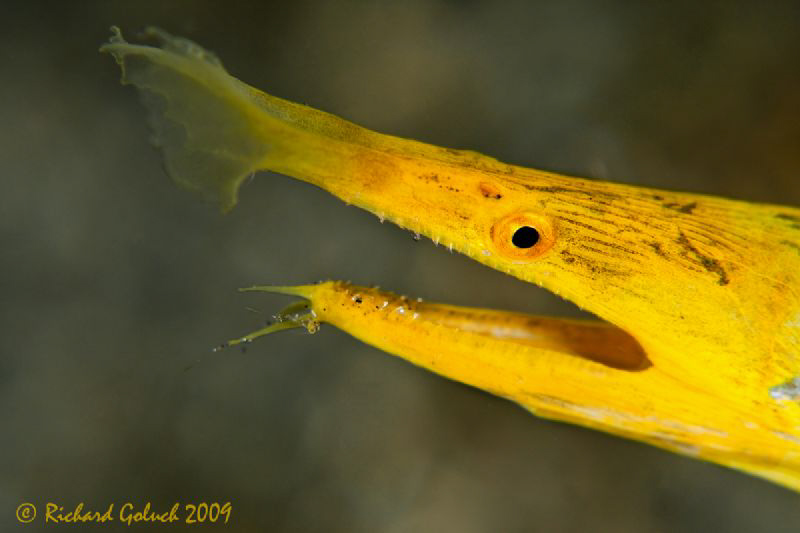 Portrai of Yellow Ribbon Eel-Lembeh-Canon 50 D 100 mm mac... by Richard Goluch 