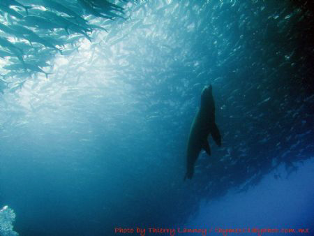 Sea lion in heaven by Thierry Lannoy 