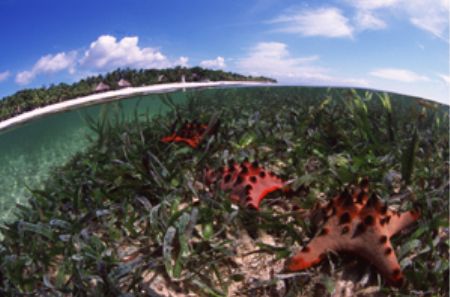 Tristar / Bohol Island, Philippines.  Nikon F100 and 16mm... by Nonoy Tan 