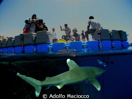 Ready for yor first dive!?!? by Adolfo Maciocco 