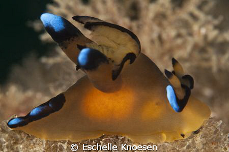 Nudi - Nikon D90 105mm. Full frame by Eschelle Knoesen 
