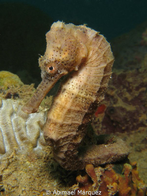 Aquel lindo Caballito", Sugar Pier, Aguadilla. by Abimael Márquez 