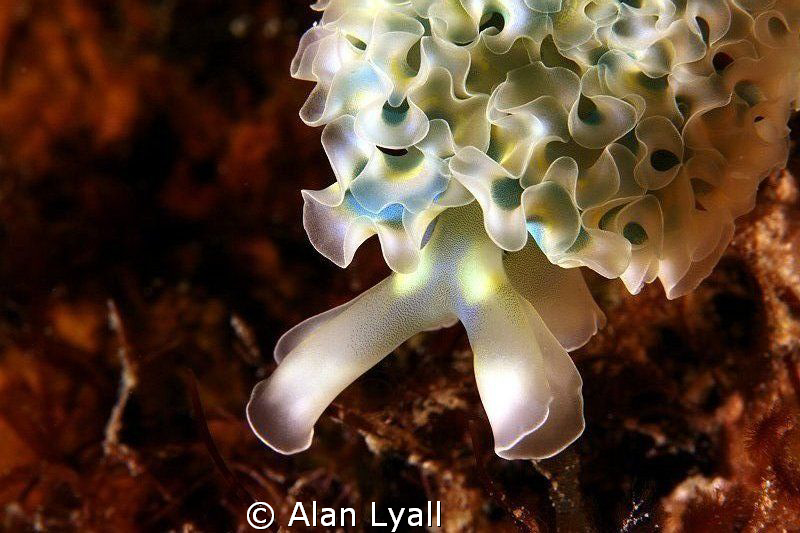 Lettuce slug - front end - full frame by Alan Lyall 