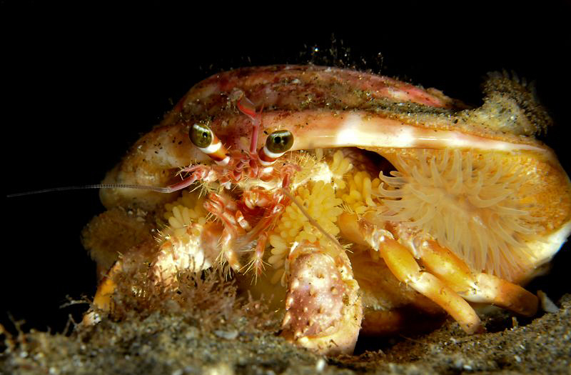 Hermit crab with eggs and an anemone. by Charles Wright 