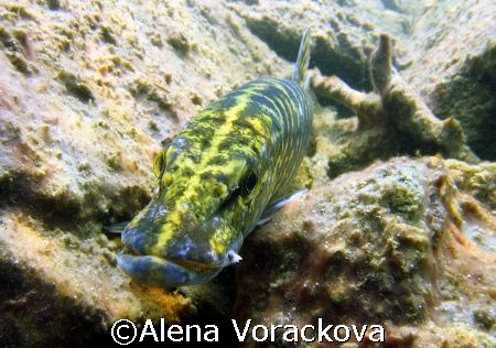 Czech fresh water pond... early spring and this pike was ... by Alena Vorackova 