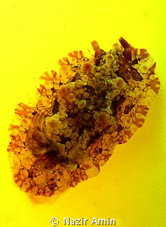 Denison's Dendrodoris by Nazir Amin 