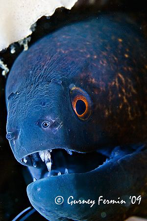 A moray eel that posted for me showing off it's pearly wh... by Gurney Fermin 