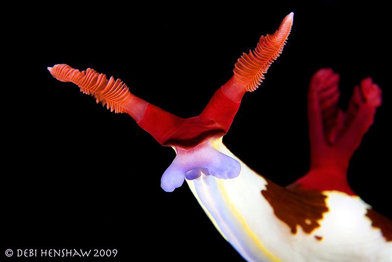 "Mr Chamberlaini I presume!"  Nembrotha Chamberlaini by Debi Henshaw 