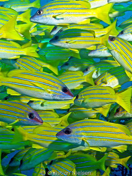 Crowded.
A nice school of Snapper, typical of the Maldiv... by Christian Nielsen 