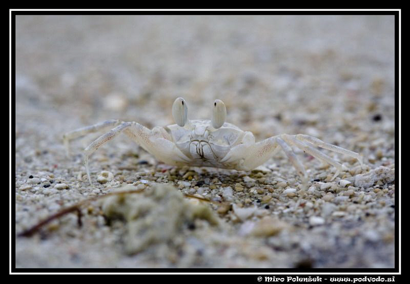 :-) by Miro Polensek 
