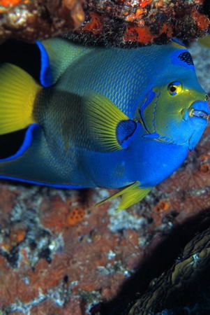 I spent a lot of time diving in Cozumel and could never g... by Michael Odonnell 