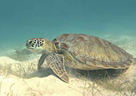 Nothing unusual - just another day in Tobago Cays underwa... by Thomas Dinesen 