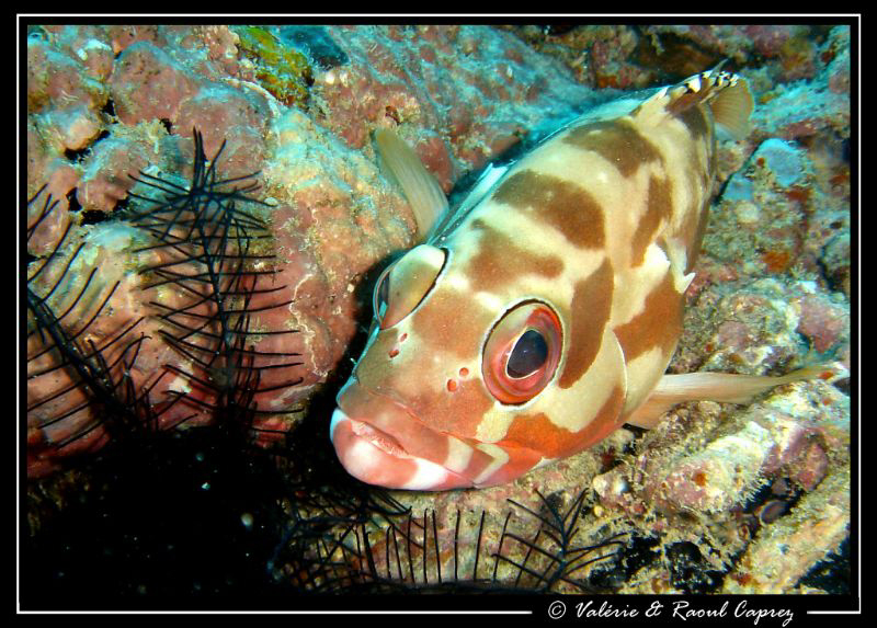 Helloooo ! by Raoul Caprez 