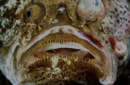 Stargazer at night in sulawesi indonesia. by Allen Ayling 