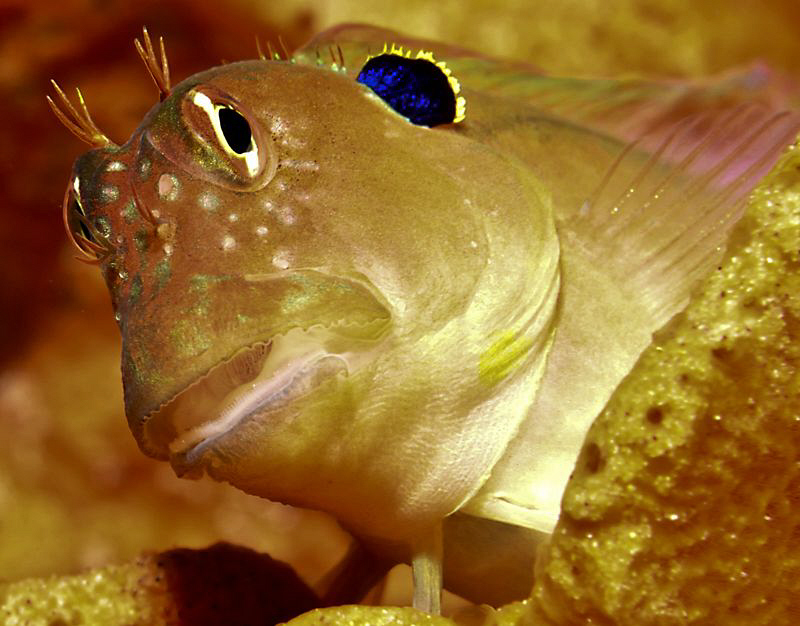 Earspot Blenny by Charles Wright 