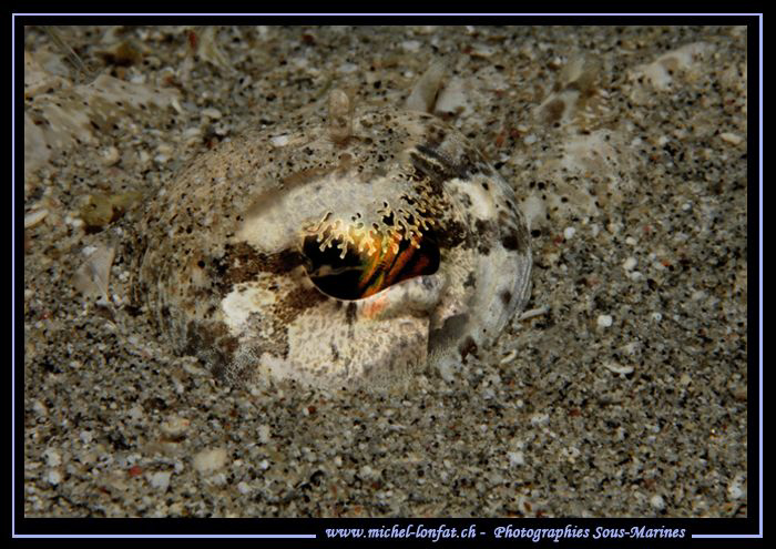 The Eye of a small Crocodil Fish... Que du bonheur... :O)... by Michel Lonfat 