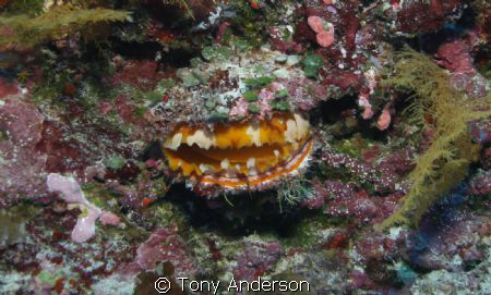 Orange Clam by Tony Anderson 