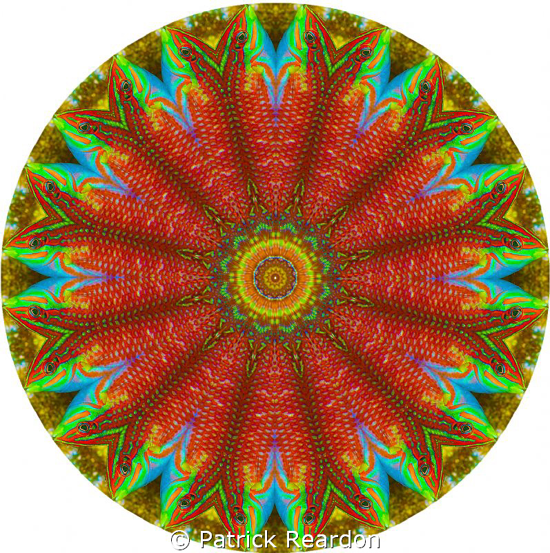 Psychadelic kaleidoscopic image.  We put the psychadelic ... by Patrick Reardon 