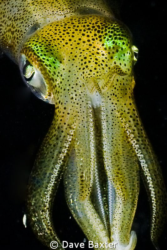 night dive at Robb's jetty by Dave Baxter 