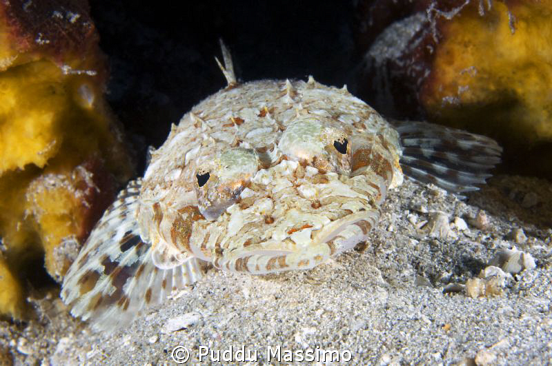 crcodile fish nikpn d2x 60mm micro by Puddu Massimo 