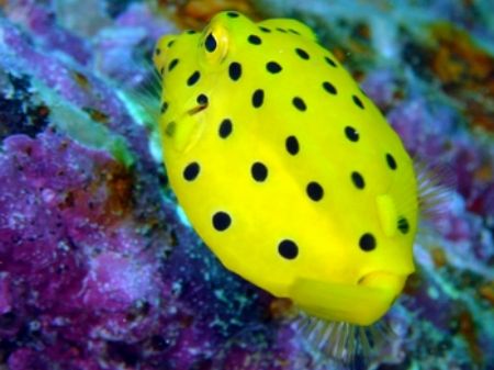Juvenile Boxfish at Mabul Island - Near Sipadan Borneo. S... by Henrik Gram Rasmussen 