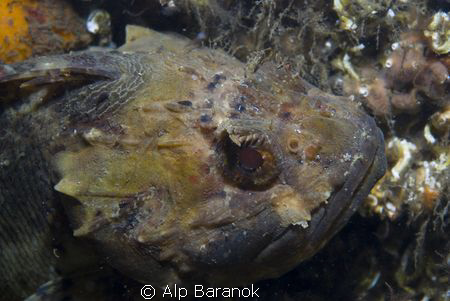 I realized that theres'a little starfish near the lips.  ... by Alp Baranok 