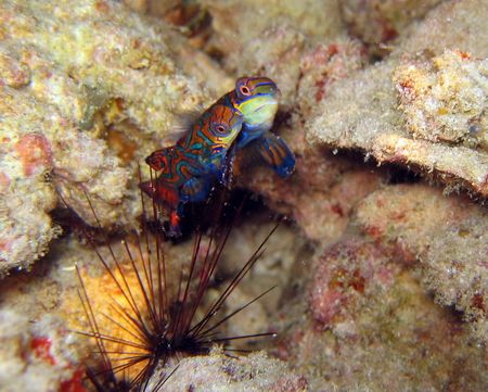 Mandarin Fishes mating, 
Kapalai, Malaysia by Baris Taptik 