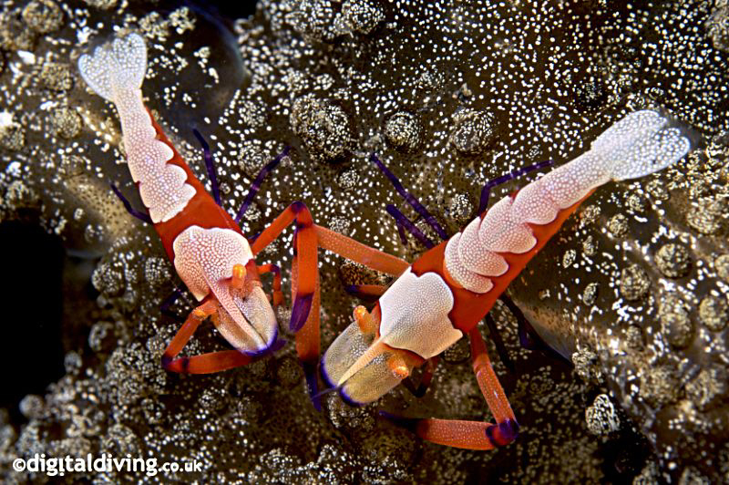 Climps (Periclimenes imperator) Nice pair of Imperial Par... by David Henshaw 