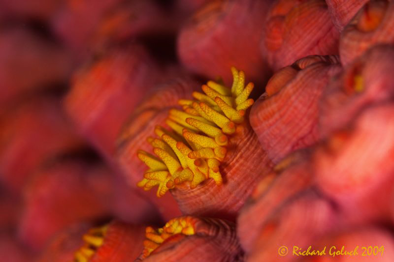 Raja Ampat-Tentacles on the polyps-Canon 50 D 100 mm macr... by Richard Goluch 