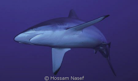 Grey Reef Shark (Carcharhinus ammblyrhynchos) by Hossam Nasef 