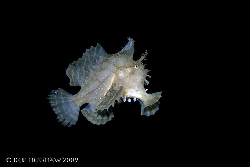 Swimming Sargassum Frogfish - always wanted to see one of... by Debi Henshaw 