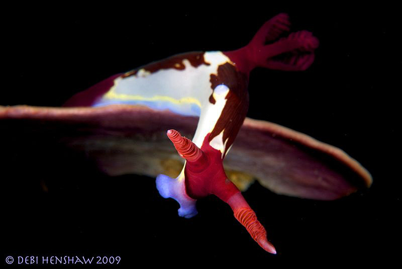 "Whassunder 'ere?" by Debi Henshaw 