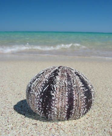 "Sea Gift" from Ningaloo Reef by Penny Murphy 