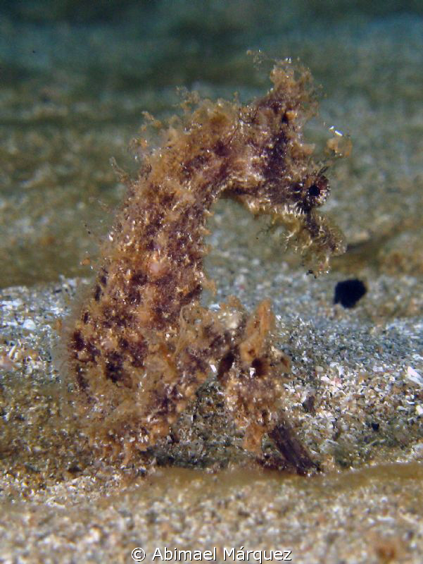 A seahorse sitting, Crash Boat, PR. by Abimael Márquez 