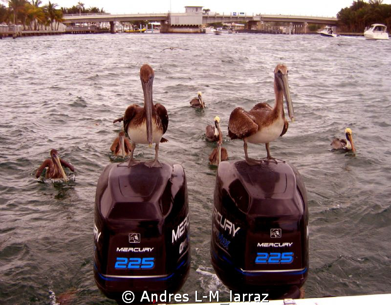 Chickens of the sea.. by Andres L-M_larraz 