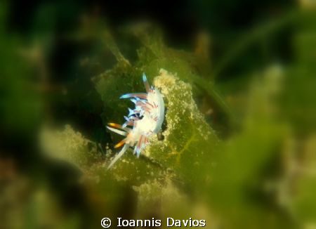 This photo was taken on 19/12/09 in Saronicos Gulf at -25... by Ioannis Davios 