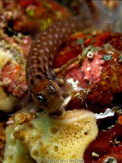 Flexible eyes.
I like the way these blennies can look at... by Christian Nielsen 