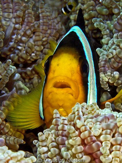 I have teeth !!!!!!!!!!!!!!
Impressed by the courage of ... by Christian Nielsen 