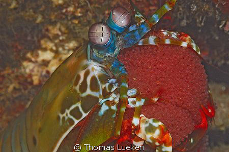 found in Lembeh; d200 by Thomas Lueken 