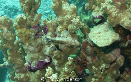 Do you see me? by Tony Anderson 