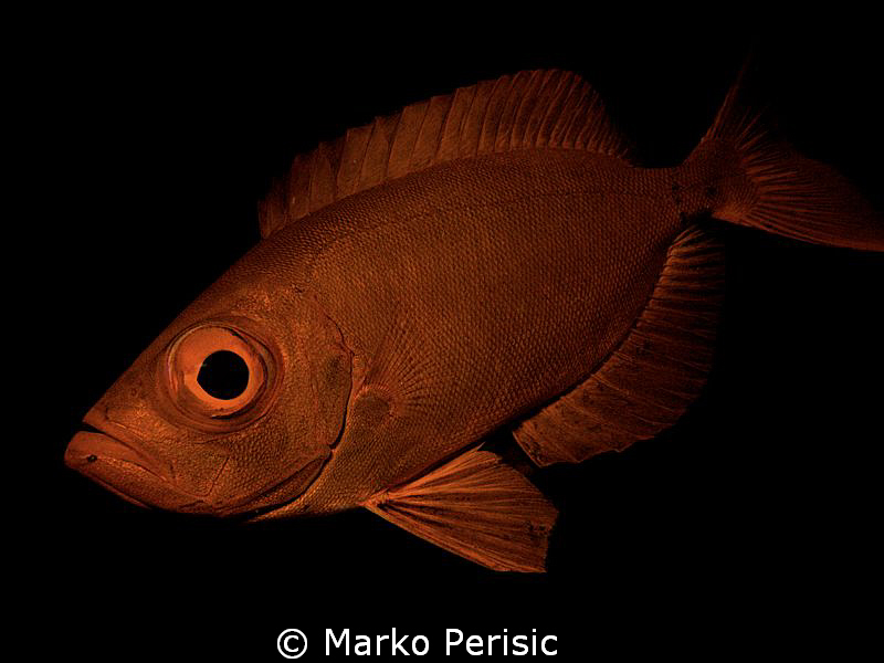 Crescent-tail Bigeye Priacanthus hamrur by Marko Perisic 