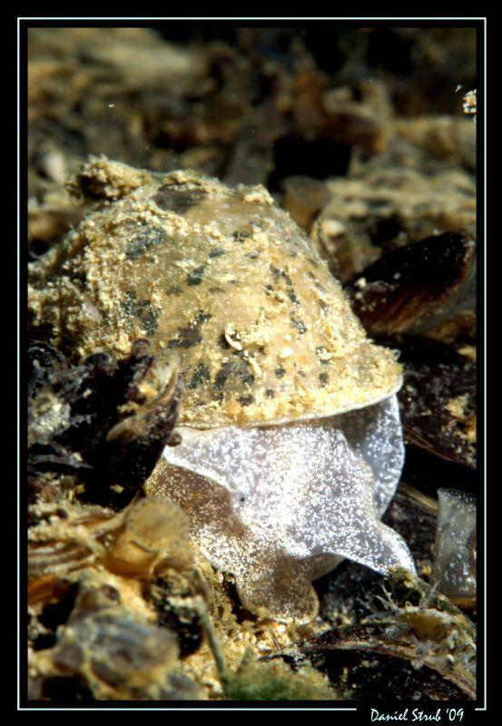face 2 face w/ a beautiful sweet water snail ... by Daniel Strub 