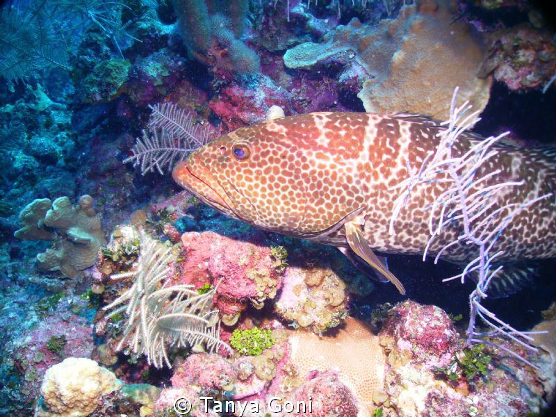 Grouper.......played for a while then he settled down so ... by Tanya Goni 